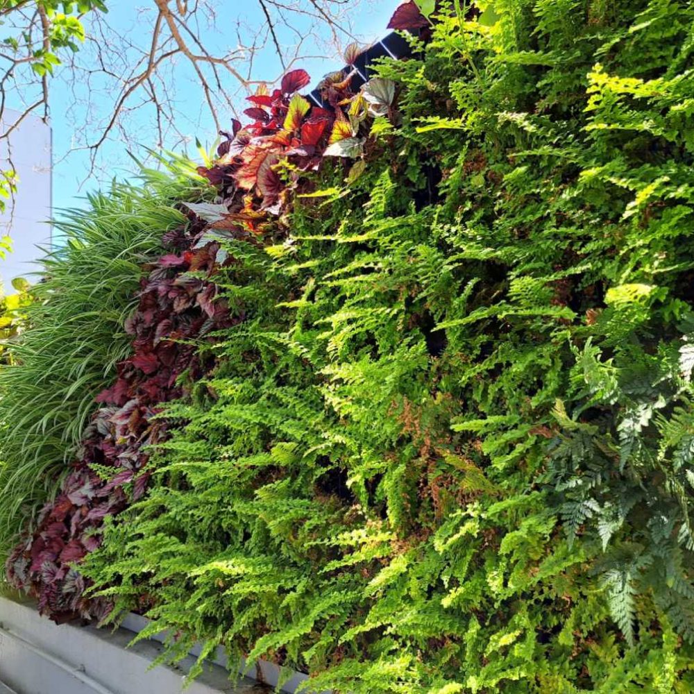 Green Wall Services